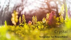  Presentation with beautiful spring flowers - Slide set having beautiful-woodland-landscapes-spring-flowers background and a gold colored foreground