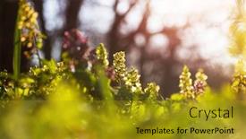  Presentation with woodland - Presentation theme consisting of beautiful-woodland-landscapes-spring-flowers background and a gold colored foreground