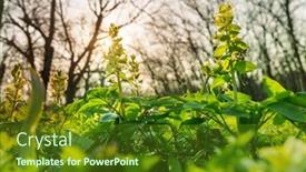  Presentation with beautiful spring flowers - Cool new slides with beautiful-woodland-landscapes-spring-flowers backdrop and a tawny brown colored foreground