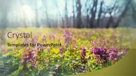  Presentation with beautiful spring flowers - Audience pleasing PPT theme consisting of beautiful-woodland-landscapes-spring-flowers backdrop and a yellow colored foreground