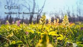  Presentation with woodland - Beautiful PPT theme featuring beautiful-woodland-landscapes-spring-flowers backdrop and a light blue colored foreground