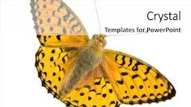  Presentation with black yellow - Cool new theme with beautiful yellow and black butterfly backdrop and a white colored foreground