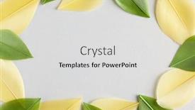  Presentation with pastel - PPT theme consisting of beautiful-yellow-and-green-bird background and a light gray colored foreground