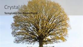  Presentation with autumn - Slide deck enhanced with beautiful-yellow-autumn-old-linden background and a coral colored foreground