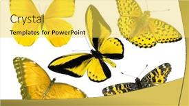  Presentation with butterflies - Cool new slides with beautiful-yellow-butterflies-isolated backdrop and a yellow colored foreground