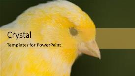  Presentation with yellow - Amazing presentation theme having beautiful yellow canary with a nice plumage backdrop and a yellow colored foreground