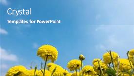  Presentation with chrysanthemum - Slide set having beautiful-yellow-chrysanthemum-farm background and a teal colored foreground