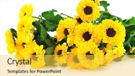  Presentation with chrysanthemum - Audience pleasing PPT theme consisting of beautiful yellow chrysanthemum isolated on white backdrop and a yellow colored foreground