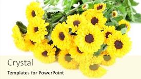  Presentation with chrysanthemum - Slides having beautiful yellow chrysanthemum isolated on white background and a yellow colored foreground