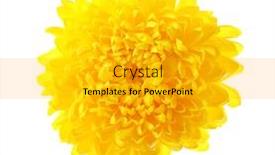  Presentation with chrysanthemum - PPT layouts featuring beautiful-yellow-chrysanthemum-isolated background and a light gray colored foreground