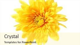  Presentation with chrysanthemum - Slides enhanced with beautiful yellow chrysanthemum isolated background and a yellow colored foreground