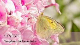  Presentation with pink flowers - Presentation design featuring beautiful yellow clouded sulphur butterfly background and a lemonade colored foreground