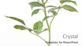  Presentation with yellow rose - Beautiful theme featuring beautiful-yellow-color-rose-isolated backdrop and a white colored foreground