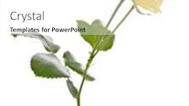  Presentation with rose yellow - Theme enhanced with beautiful-yellow-color-rose-isolated background and a white colored foreground