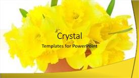 Presentation with narcissus - Amazing PPT theme having beautiful yellow daffodils in flowerpot backdrop and a gold colored foreground