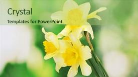  Presentation with interior design yellow and green - PPT layouts consisting of beautiful yellow daffodils on green background and a mint green colored foreground