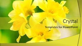 Presentation with daffodil - Presentation featuring beautiful yellow daffodils on green background and a yellow colored foreground