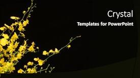  Presentation with black yellow - Amazing PPT layouts having beautiful yellow dancing lady orchid on black background with space for text backdrop and a black colored foreground