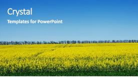  Presentation with sky blue and golden yellow - Slide deck consisting of beautiful yellow field of rape background and a teal colored foreground