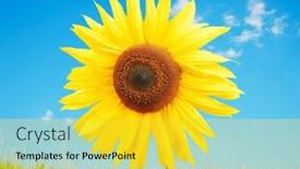  Presentation with colorful flower - PPT theme with wedding bread - traditional slavic european food background and a tawny brown colored foreground