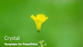  Presentation with yellow green - Presentation theme enhanced with beautiful-yellow-flower background and a tawny brown colored foreground