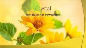  Presentation with blurred flowers - Presentation theme consisting of beautiful-yellow-flowers-on-blurred background and a yellow colored foreground