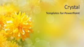  Presentation with mustard seeds yellow flowers - Audience pleasing presentation design consisting of beautiful yellow flowers backdrop and a yellow colored foreground