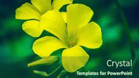  Presentation with wild flower - Presentation having beautiful-yellow-flowers background and a forest green colored foreground