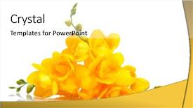  Presentation with white and yellow - Slide deck having beautiful yellow freesias isolated background and a white colored foreground