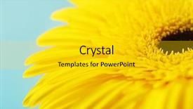  Presentation with flower - Theme enhanced with beautiful yellow gerbera flower macro background and a  colored foreground