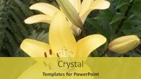  Presentation with fern - Theme with beautiful-yellow-lily-flowers background and a yellow colored foreground