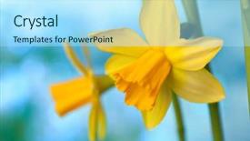  Presentation with daffodil - PPT theme featuring beautiful yellow narcissus or daffodil background and a arctic colored foreground