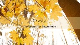  Presentation with oak - Presentation with beautiful yellow oak leaves against the sun background and a yellow colored foreground