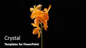  Presentation with beautiful orchid flowers - PPT theme featuring beautiful-yellow-orchid-flowers-isolated background and a black colored foreground
