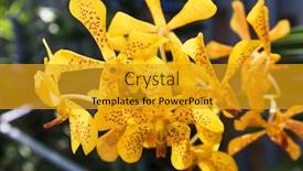  Presentation with beautiful orchid flowers - Presentation theme enhanced with beautiful-yellow-orchid-flowers background and a gold colored foreground
