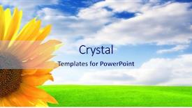  Presentation with sunflower - Presentation having beautiful yellow sunflower - summer background and a sky blue colored foreground