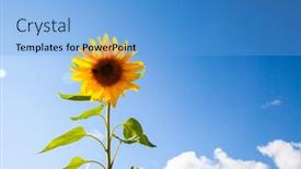  Presentation with blue yellow - Slide set featuring beautiful-yellow-sunflower-and-blue background and a light blue colored foreground