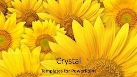  Presentation with sunflower sunflower sunflower sunflower sunflower - Slide deck with beautiful yellow sunflower petals closeup background and a gold colored foreground