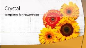  Presentation with white and yellow - Theme consisting of beautiful yellow sunflowers and gerbera background and a sky blue colored foreground