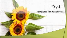 Presentation with sunflowers - Amazing PPT theme having beautiful yellow sunflowers with leaves backdrop and a white colored foreground