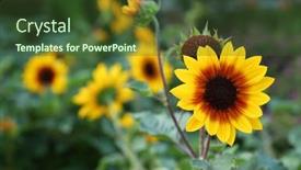  Presentation with beautiful nature - Presentation theme with beautiful-yellow-tulip-flower-new background and a tawny brown colored foreground