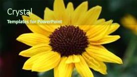  Presentation with beautiful nature - Slide deck having beautiful-yellow-tulip-flower-new background and a wine colored foreground