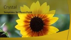  Presentation with beautiful nature - Slides enhanced with beautiful-yellow-tulip-flower-new background and a gold colored foreground