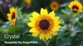  Presentation with beautiful nature - Slide set featuring beautiful-yellow-tulip-flower-new background and a tawny brown colored foreground