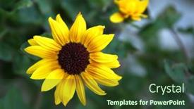  Presentation with beautiful nature - PPT theme having beautiful-yellow-tulip-flower-new background and a tawny brown colored foreground