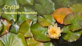  Presentation with water lily - Amazing PPT theme having beautiful yellow water lily in a pond in rays of sun backdrop and a tawny brown colored foreground