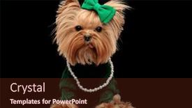  Presentation with forward - PPT layouts consisting of beautiful-yorkie-dog-with-green background and a tawny brown colored foreground
