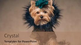  Presentation with dog - Theme with beautiful-yorkshire-terrier-dog-wearing background and a  colored foreground