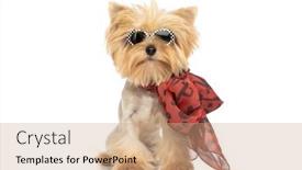  Presentation with dog - PPT layouts with beautiful-yorkshire-terrier-dog-wearing background and a coral colored foreground