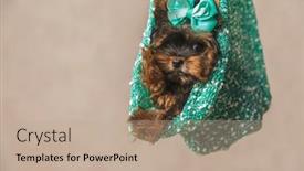  Presentation with puppy - PPT theme enhanced with beautiful-yorkshire-terrier-puppy-wearing background and a coral colored foreground